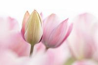 Soft pink green tulips