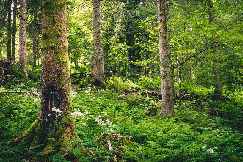 Sommerwald von Tim van der Kraats