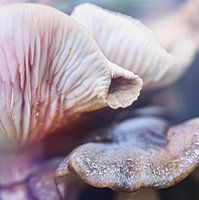 Pilze - nicht einfach so zu sehen -abstrakt