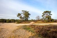 Sandy plain with heather and trees