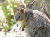 Das Quokka (Setonix brachyurus) ist ein Wallaby, eine kleine Känguruart, aus dem südwestlichen Australien.