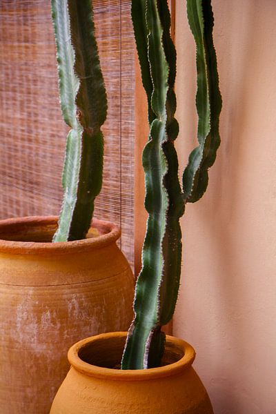 Cacti in terracotta pots on Ibiza | travel photography by ellenklikt