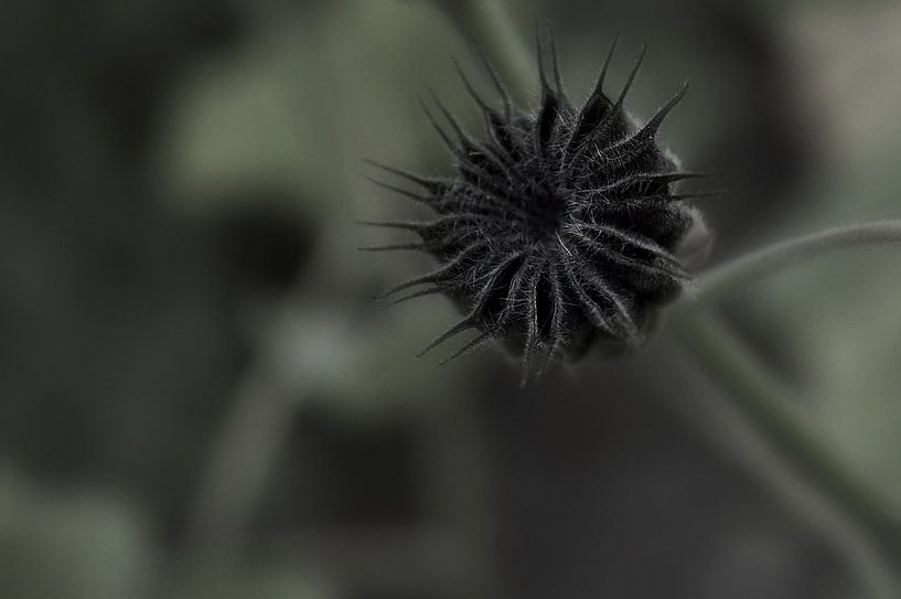 Blumen 12 von True Color Stories