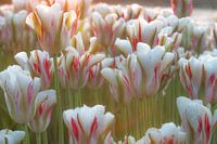 Tulipes
