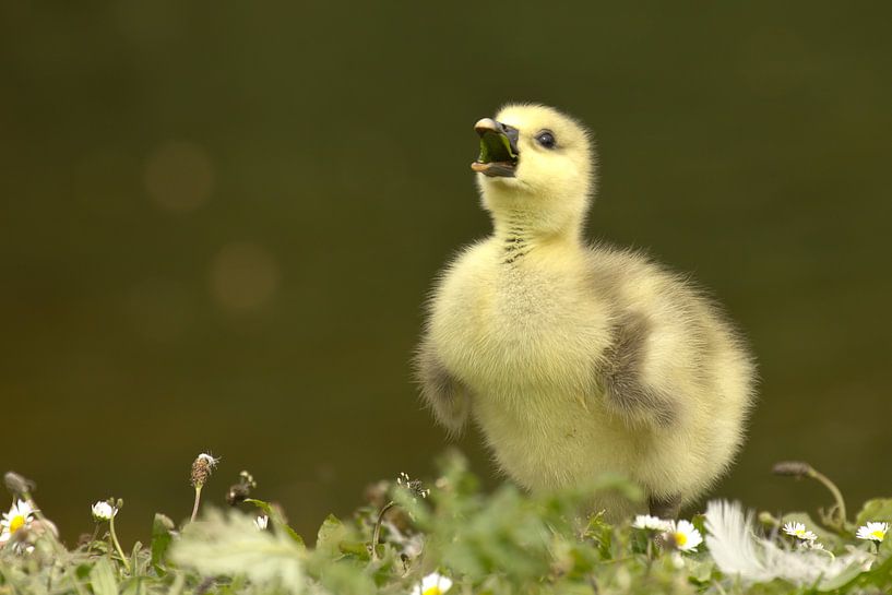 Young screaming goose by Simone Meijer