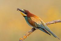 Bijeneter doet zijn naam eer aan