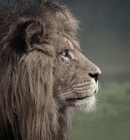 Portret van een leeuw vanaf de zijkant
