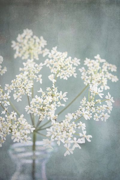 Dreamy flutewort by Saskia Schepers