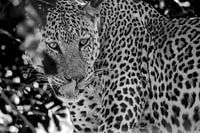 Léopard, noir et blanc