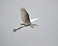 Grote zilverreiger