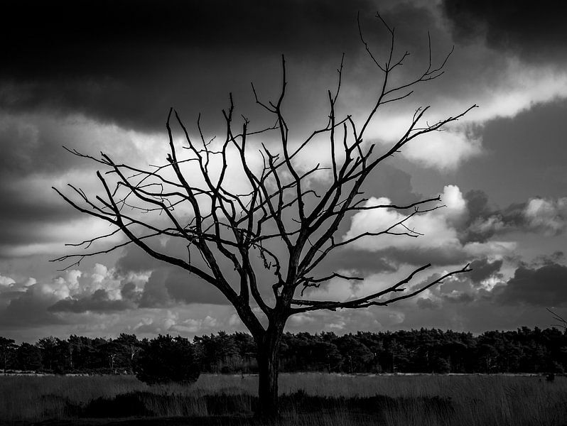 Arbre silencieux sur la Kalmthoutse Heide par Captured Created by Cathleen