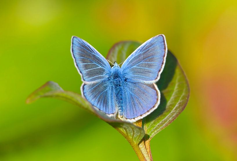 Icarus blue wärmt sich auf von Remco Van Daalen