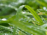 Gouttes de rosée (5)