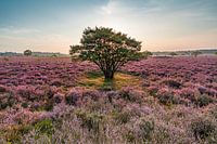 Good morning, Purple Heather