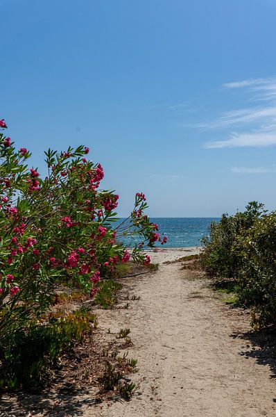 Strandweg am Morgen an der Küste des Mittelmeers Korsika Insel vertikal von Animaflora PicsStock