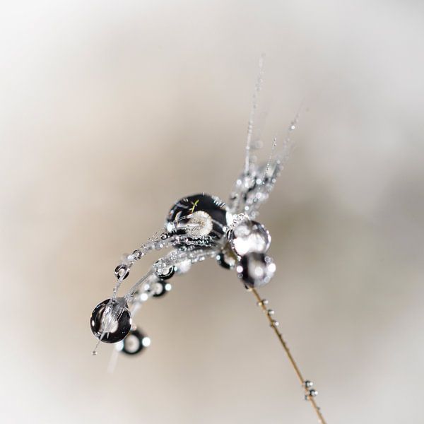 Dandelion fluf with drops van Marian Waanders