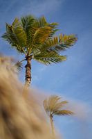 Palmier sur la plage de Curaçao