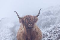 Scottish Highlander dans le monde gelé