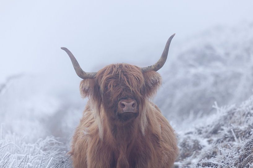 Scottish Highlander dans le monde gelé par Karla Leeftink