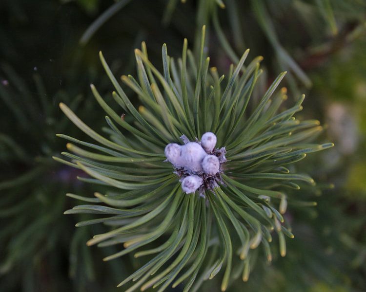 Kraft der Nadel von Wendy Schellekens