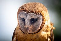 Owl, close up