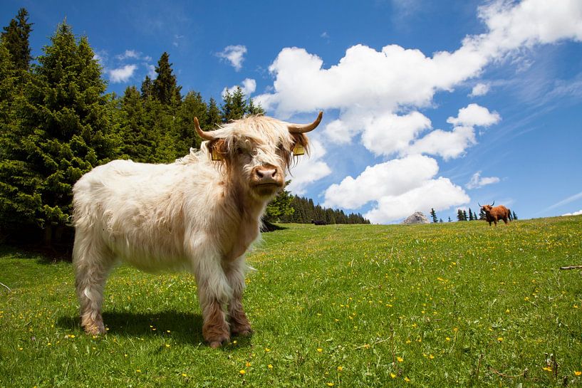 Schottischer Highlander auf dem Col Rodela im Val di Fassa, Italien von Marit Lindberg