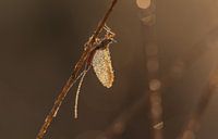 Mayfly with dew in morning light.