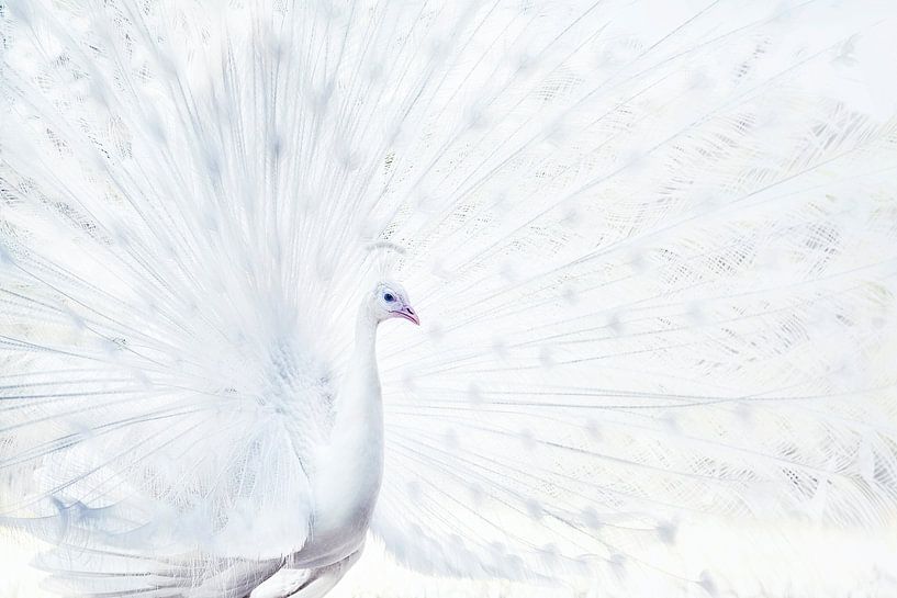 White peacock by Bram de Jong