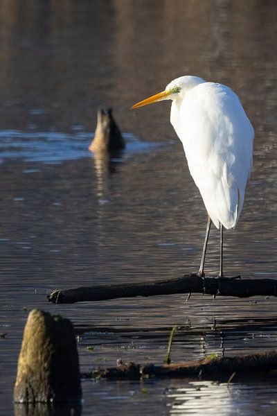 Aigrette garzette au lac de Kochel par Andreas Müller