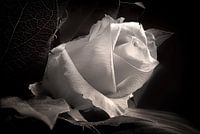 Rose, still life in zawrt white