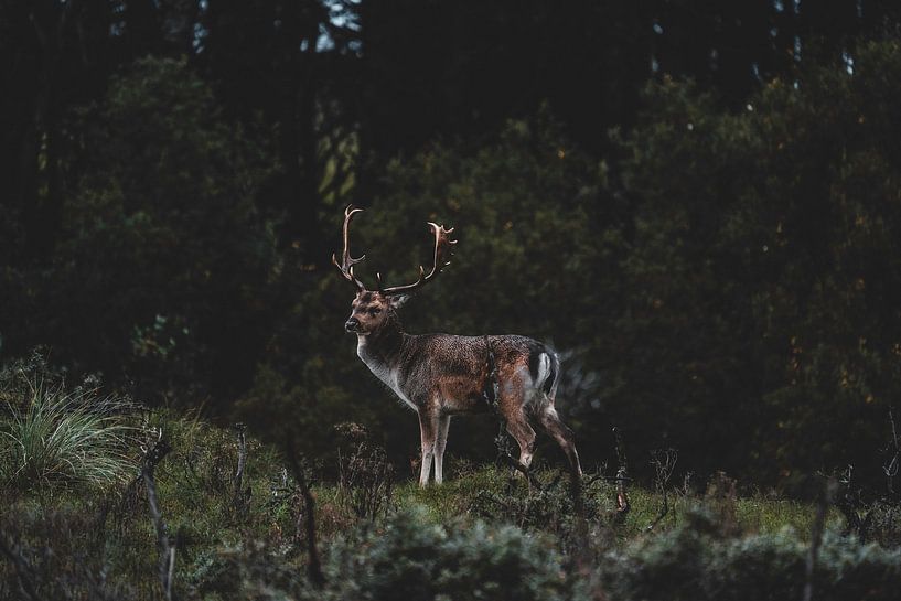 The deer kingdom by The Wild Scribe Prints