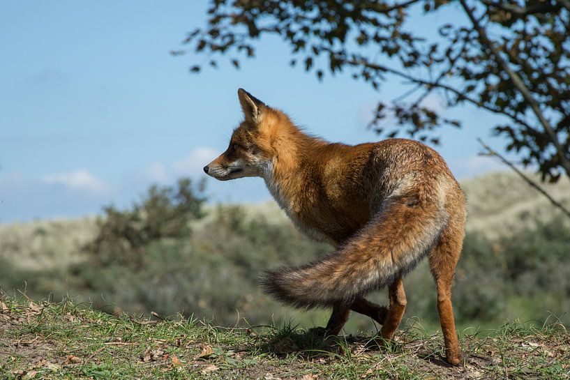 Vos op de uitkijk par Yvonne van der Meij