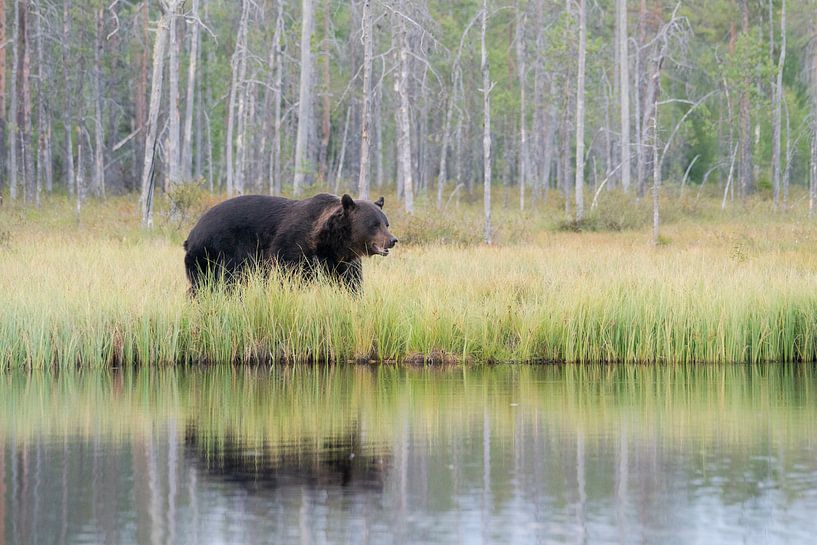 Brown bear by Albert Beukhof