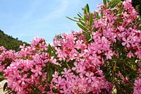 Rosa Oleander in Spanien