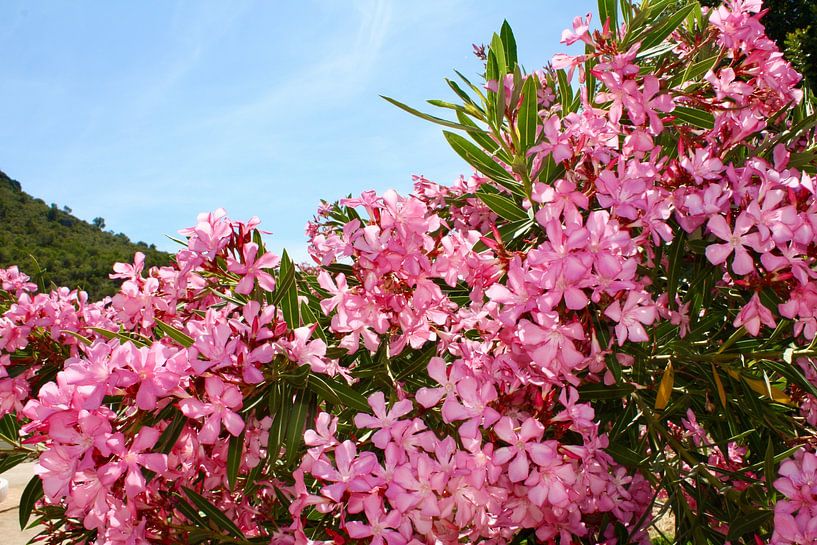 Pink oleander in Spain by Judith van Wijk