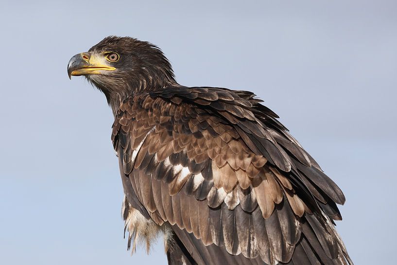 Bald Eagle (Haliaeetus leucocephalus) by Ronald Pol