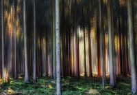  Nadelwald in Overijssel, Holland.