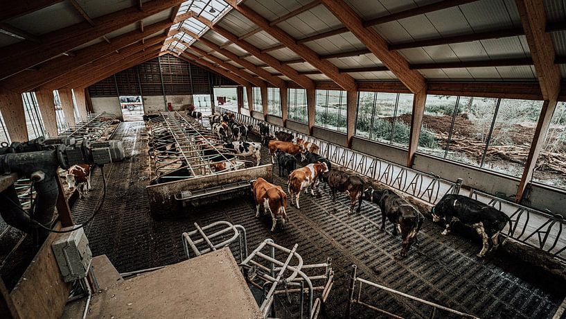 Kühe von Bjorn Brekelmans