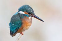 IJsvogel in schitterende winter licht