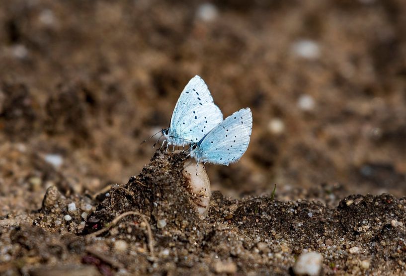 Bleu par Merijn Loch