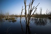 Der Bargerveen bei Zwartemeer