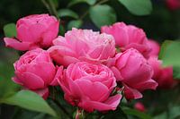 Close up roze pioenrozen