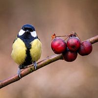 rote und gelbe Zusammensetzung