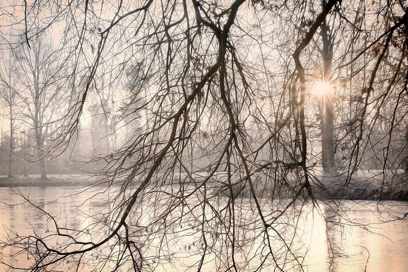 soleil matinal à travers le brouillard par Ingrid Van Damme fotografie