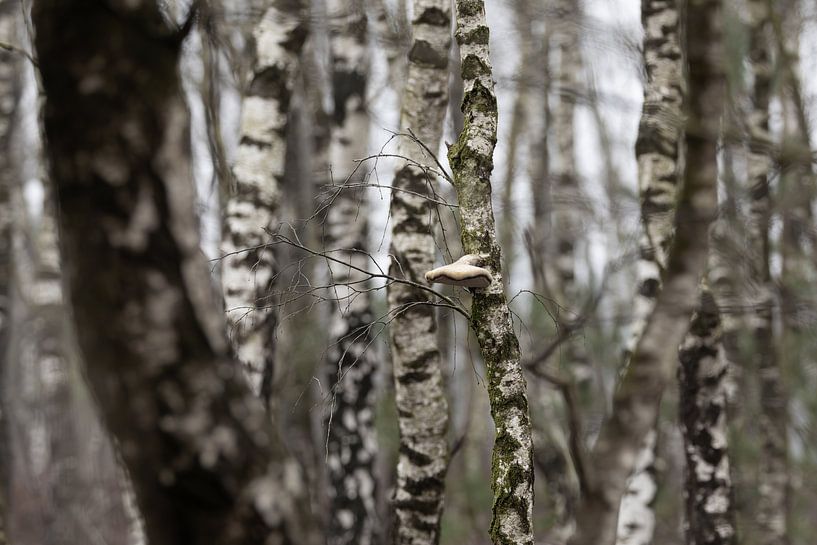 Birkenwald von Steffie van der Putten