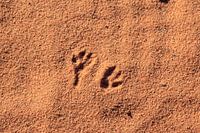 Sporen in de woestijn