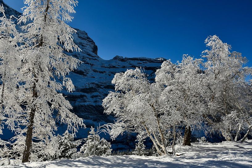 verzauberte Bäume von Bettina Schnittert