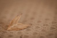 Minimalist photo of dried flower(s)