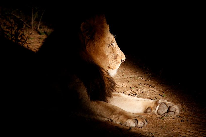 Leeuw von Willem Vernes