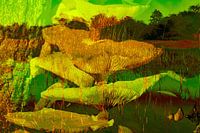 Vreemde paddenstoelen